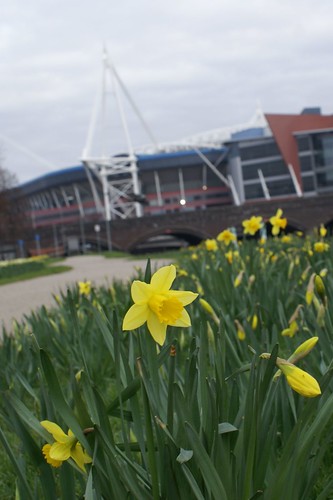 Millenium Stadium.jpg