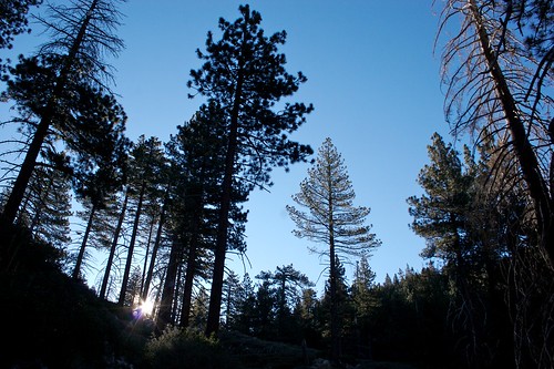 california trees usa mountains sunrise landscape outdoor hiking mtsangorgonio