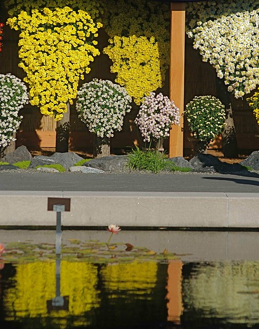 Kiku: The Art of the Japanese Chrysanthemum at the New York Botanical Garden