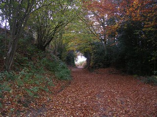 Circular Gap 2 Leafy lane in autumn. Wadhurst short circular