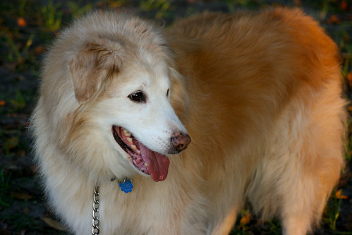 20071229-kab-849 by kBasarab, Photo shoot with Toby at Alpine Groves park on December 29, 2007.sunset toby dog water goldenretriev