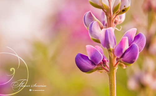 Flower sunrise by jaguar404, Detalle de una flor que estaba cerca de la lagunita del naranjal un sábado por la mañana.morning wal