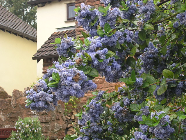 Blauer Zierbusch (Ceanothus sp.)