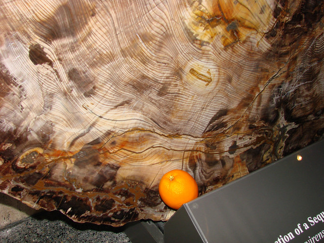 Orange is in... front of some petrified wood in the Houston Museum of Natural Science.