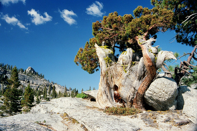 Yosemite Ancient
