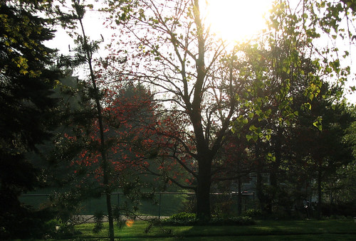 morning trees light sun shadows lawn neighbors