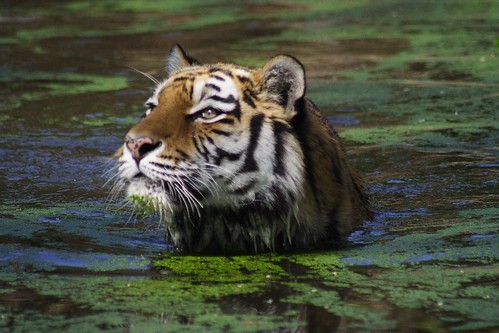 058 Gisa - Sibirischer Tiger | mein T im Photo-Alphabet | Flickr