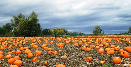 Pumpkins for Days | by Darin Barry