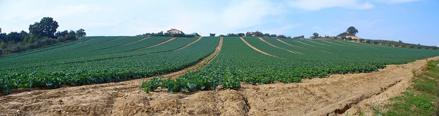 Campo di cavolfiori, Blumenkohlfeld, cauliflowerfield