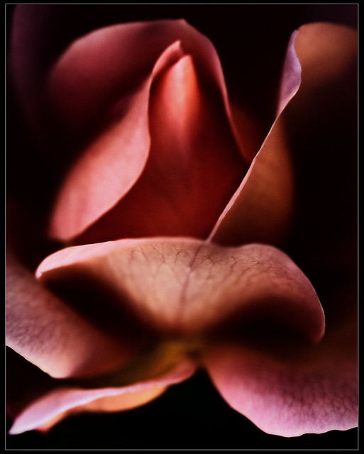 rose roos