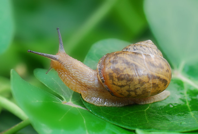 蜗牛 Snail
