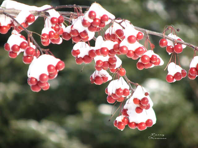Snow on Red Ornamental Crabapples