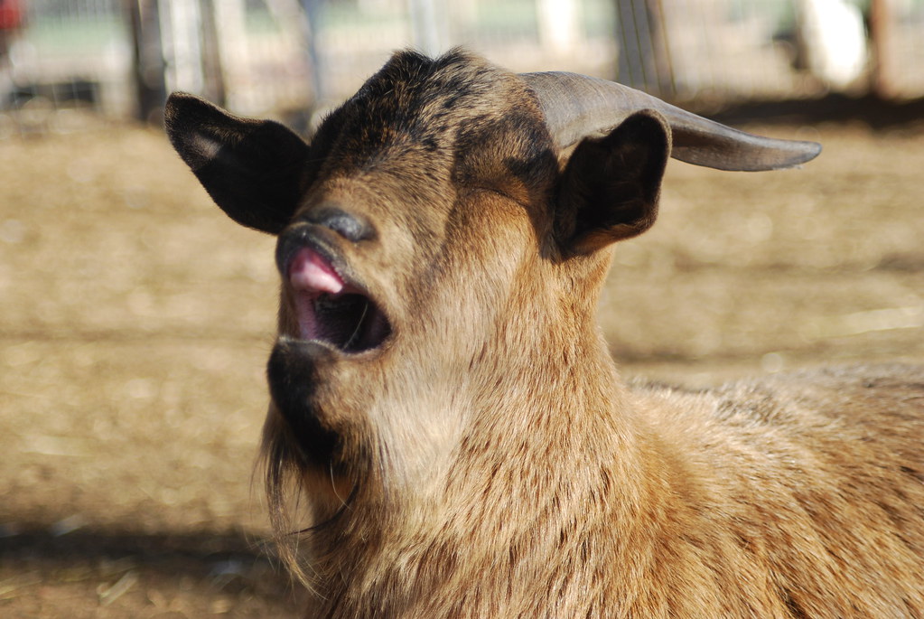 Opera Goatse Opera Goat | OK-this little guy kept me laughing-you can see… | Flickr