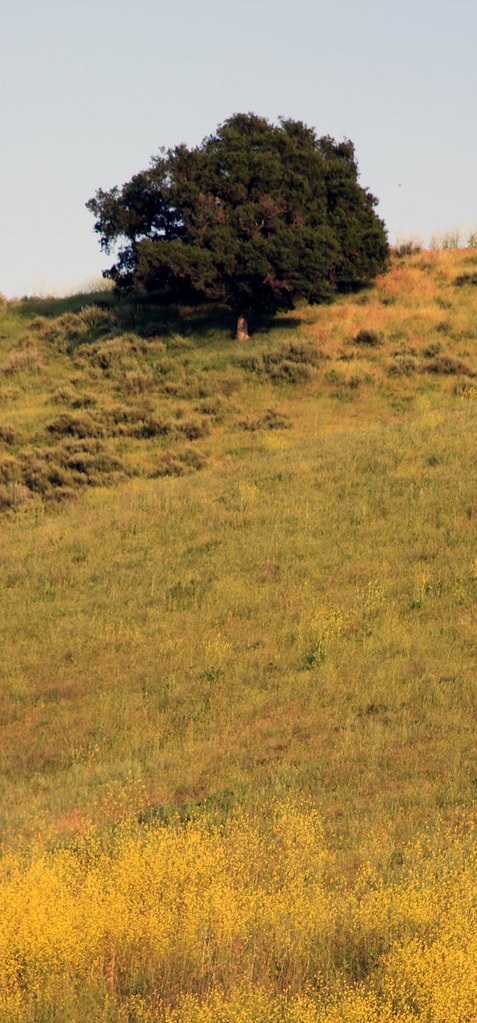 Bark Park Trail