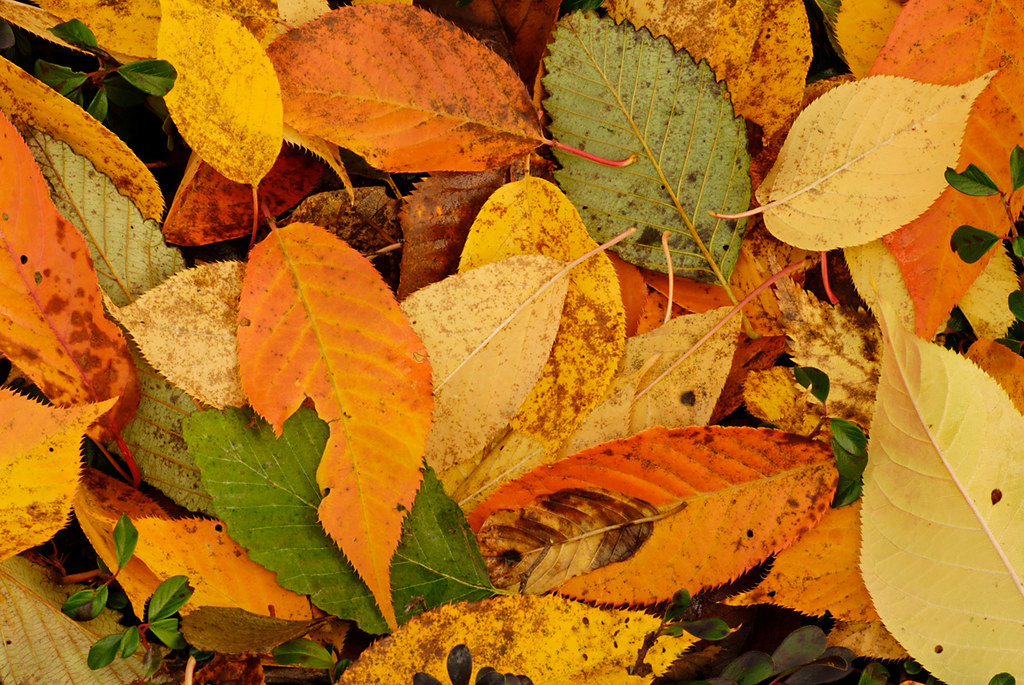 Fall Colur Fall Color | Flickr
