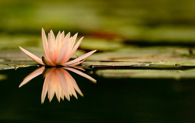 pink waterlily at water level