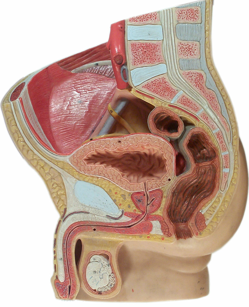 Male pelvic cavity  Internal organs of the male pelvic cavi