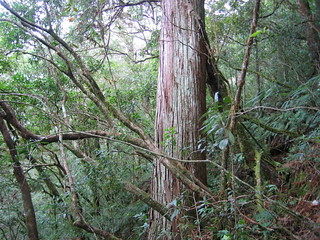 香杉巨木 鎮西堡一區神木和毒龍潭神木間 Slamwu Flickr