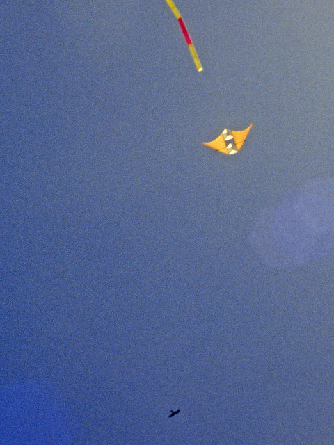 A Dan Leigh box delta kite and a buzzard - Llanwrthwl 1995