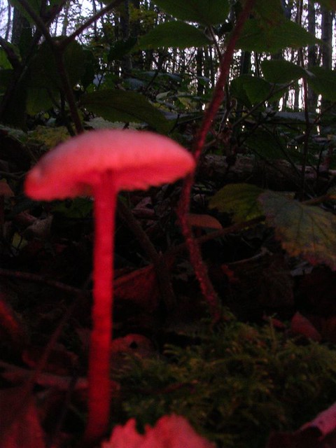 Magic mushroom? Sadly no. Just my accidental trick shot of the week. Sevenoaks circular