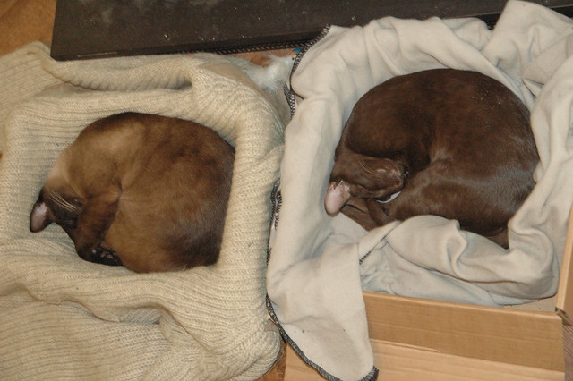 2007 Synchronised Sleeping Champs