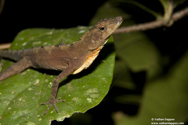 Norops sp. found at Corcovado National Park