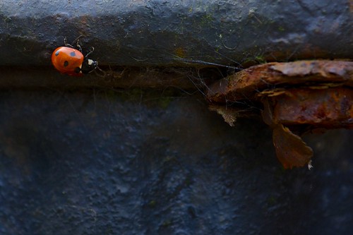 AAA_1564 | by peterhalliday