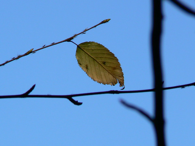 Lonely leaf...