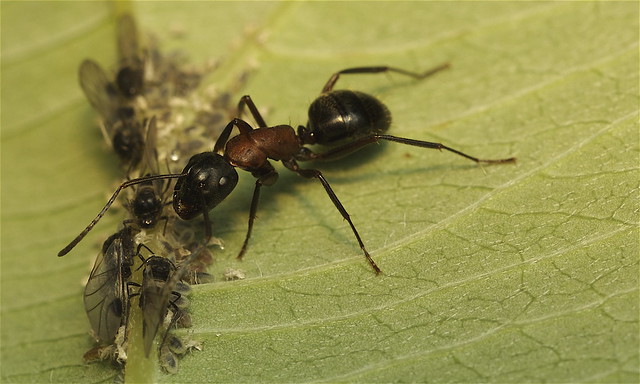 Carpenter ant - Camponotus sp.