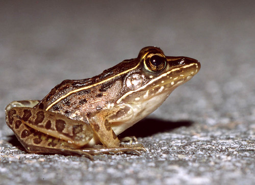 Leopard Frog -- se Georgia, USA | by TomSpinker