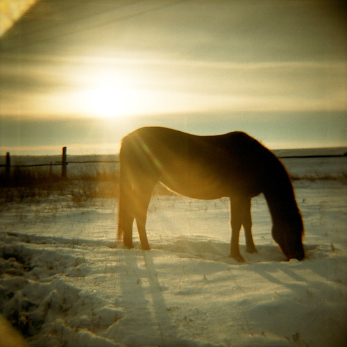 christmas winter sunset portrait horse pet snow canada film field animal mediumformat square diana saskatchewan agfa prairies kitt 160 clavet parentsacreage