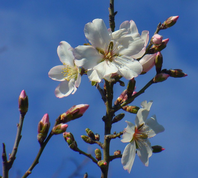almond flowers