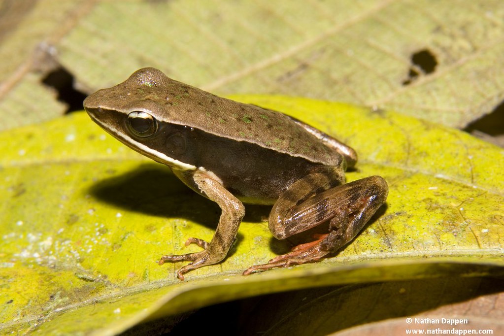 Eleuthrodactalis species for frog