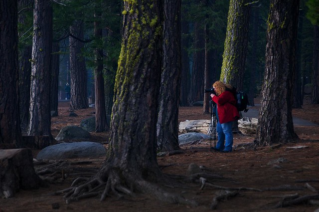 Photographer at Work in the Dark and Mysterious Forest