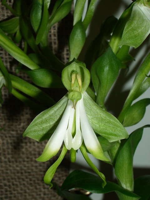 Bonatea speciosa 2006-07-20 01