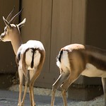 Los Angeles Zoo 040