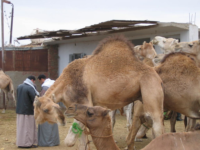Cairo Camel Fair