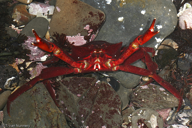 Shield-Backed Kelp Crab (Pugettia producta) ready to rumble