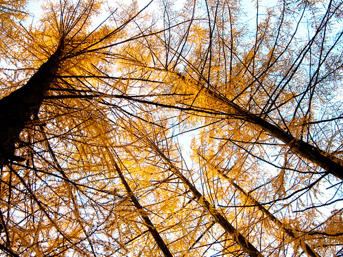 Lärchen im Herbst - larches in autumn by NPPhotographie