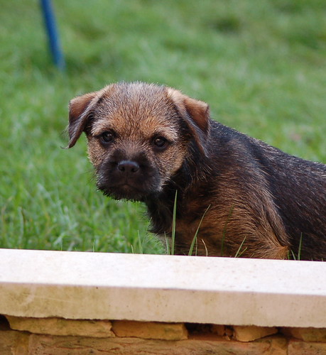 Looking at Me !! (Border Terrier) | by Paul_Norman