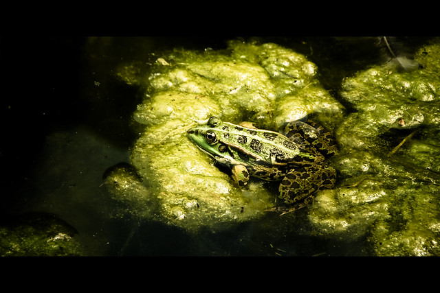 Horizontals: Frog