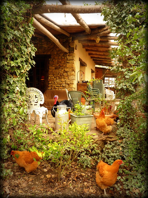 DSK and chickens near the terrace