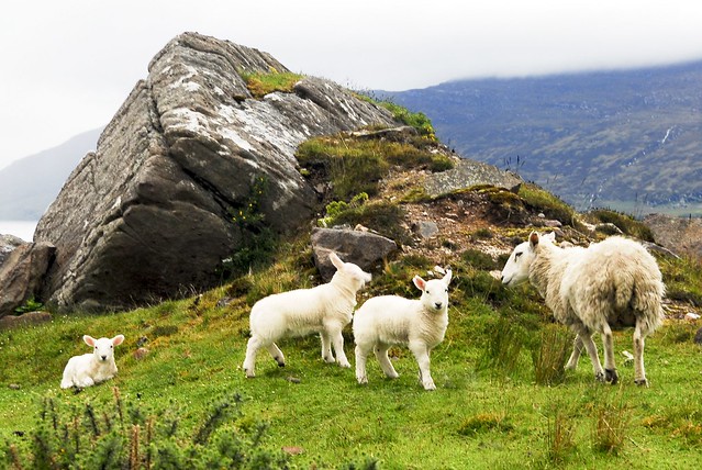 Scotland - Lambs and maaamaaa near Dundonnel Hotel