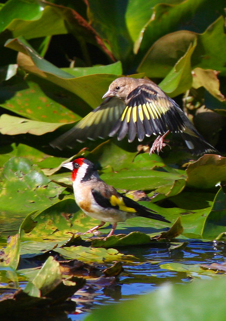 Pair of Goldfinches