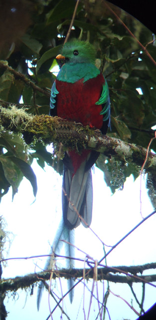 Quetzal, Mirador de Quetzales/Cerro della Muerte, Costa Rica