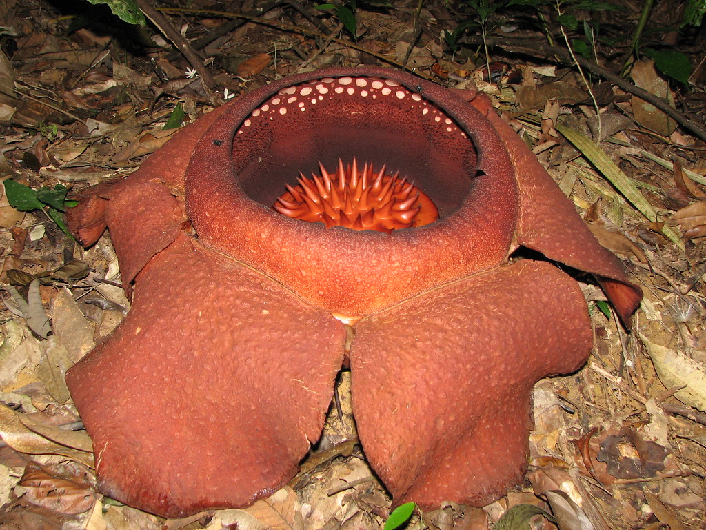 Rafflesia Flower #2 | With a local guide, we hiked up a hill… | Flickr