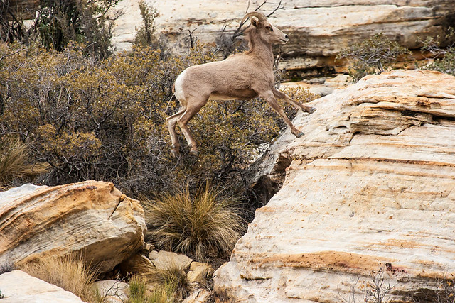 Desert Big Horn Sheep – Red Rock Canyon