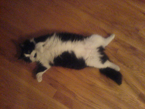 Fuzzy cat belly!