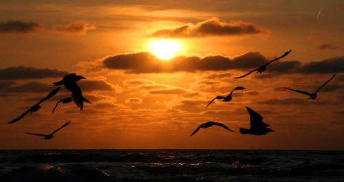 ocean blue light sunset shadow sea sky sun black tree bird beach nature water silhouette clouds sunrise landscape flying scheveningen seagull flight abigfave anawesomeshot goldstaraward keesstraver