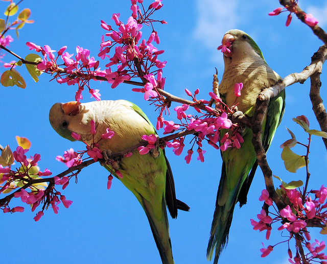 Spring Parrots